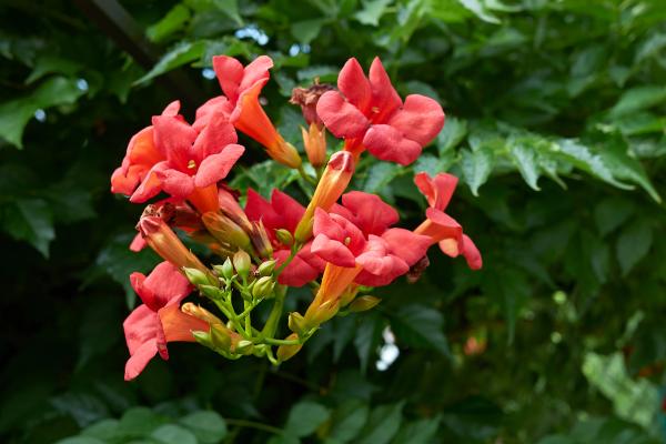 climbing plants with flower for garden