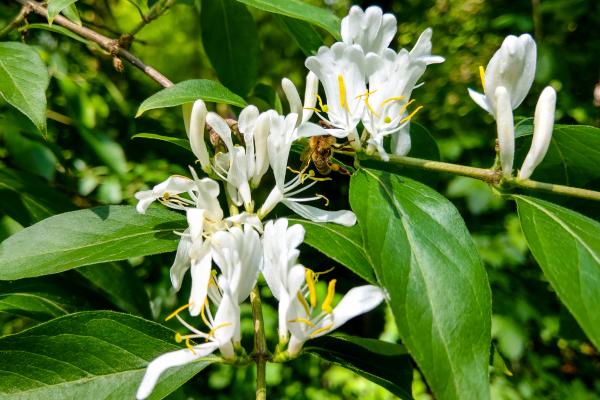 climbing plants with flower for garden