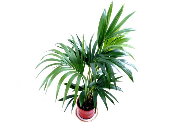 tall indoor plants for home decor