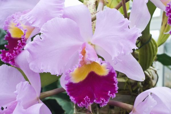 colombia national flower