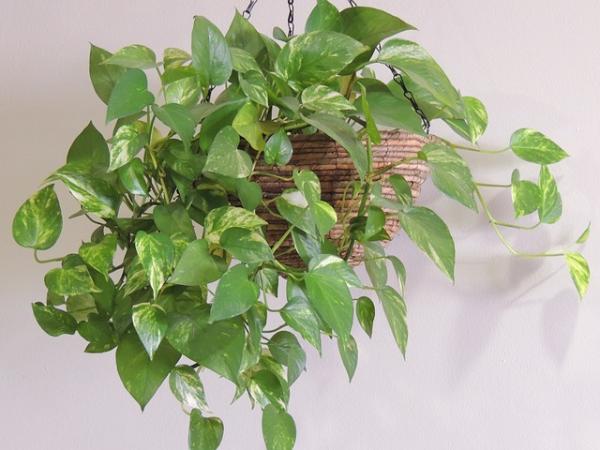 hanging indoor plants for home decor