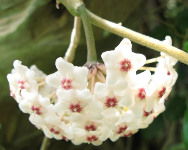 hanging indoor plants for home decor