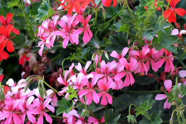 hanging indoor plants for home decor