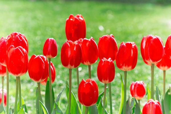 tulip colors meaning