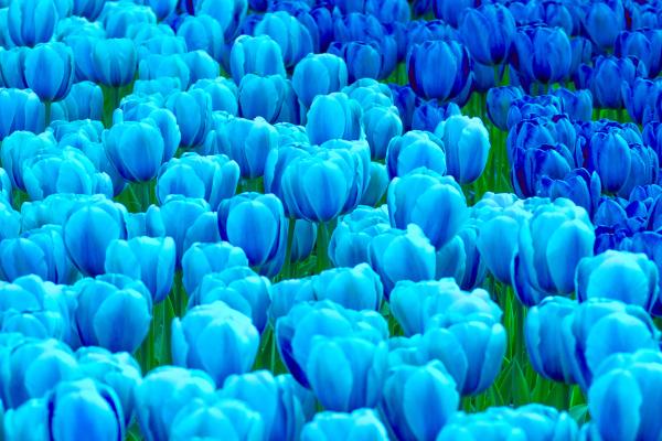 tulip colors meaning