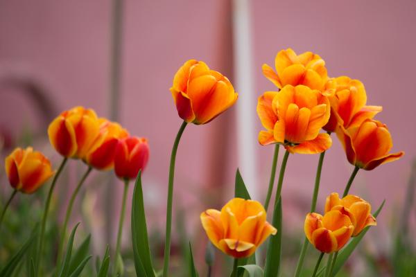 tulip colors meaning