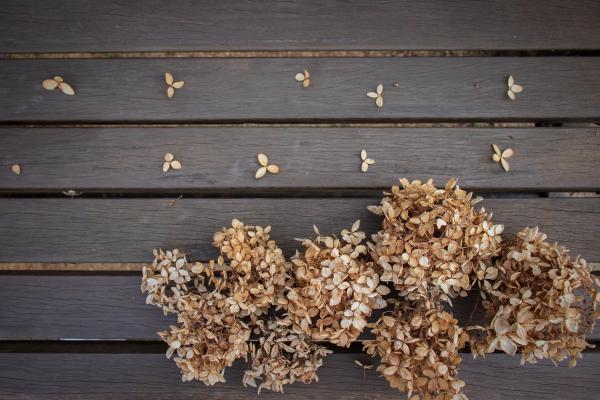 how to dry hydrangeas for home decor