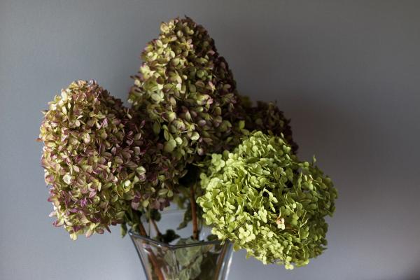 how to dry hydrangeas for home decor