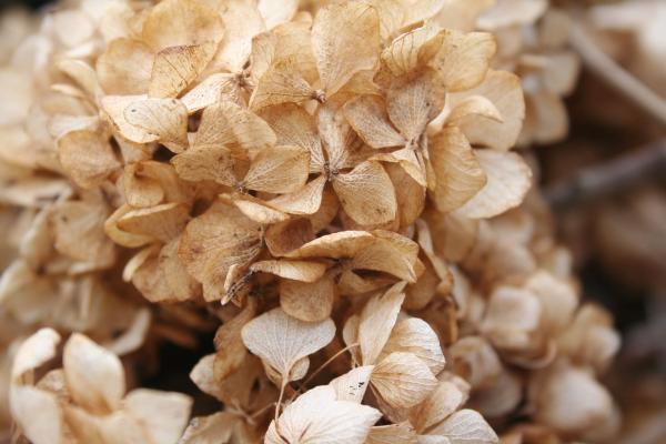 how to dry hydrangeas for home decor