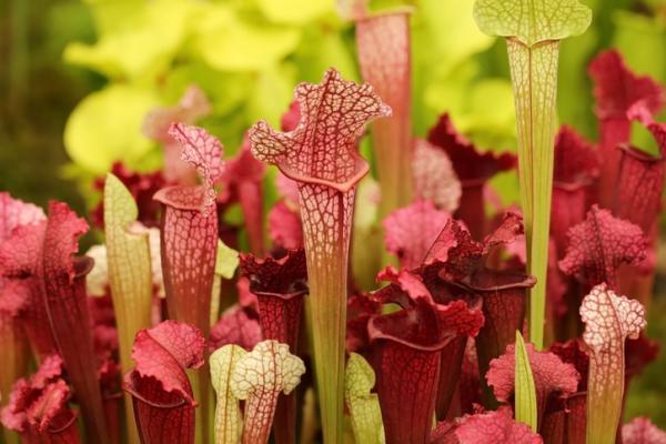 types of carnivorous plants