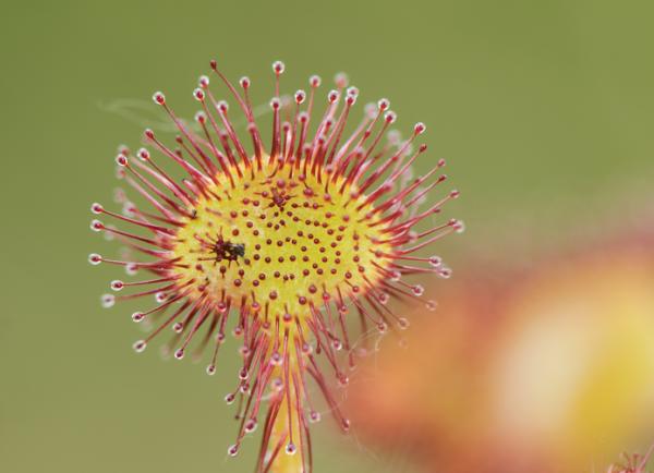 types of carnivorous plants