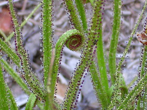 types of carnivorous plants