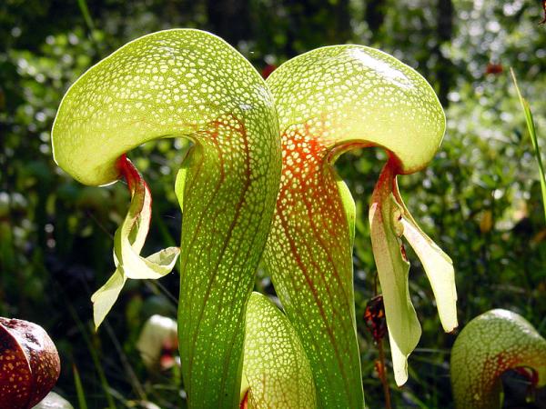 types of carnivorous plants