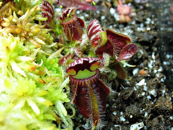 types of carnivorous plants