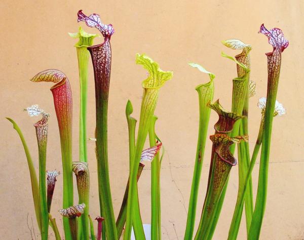 types of carnivorous plants