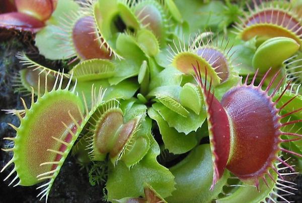 types of carnivorous plants