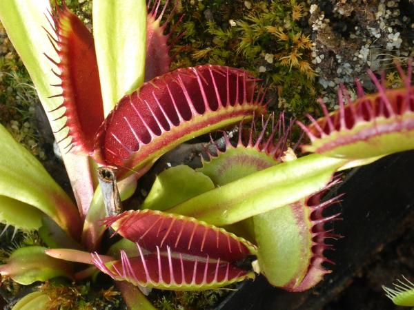 types of carnivorous plants