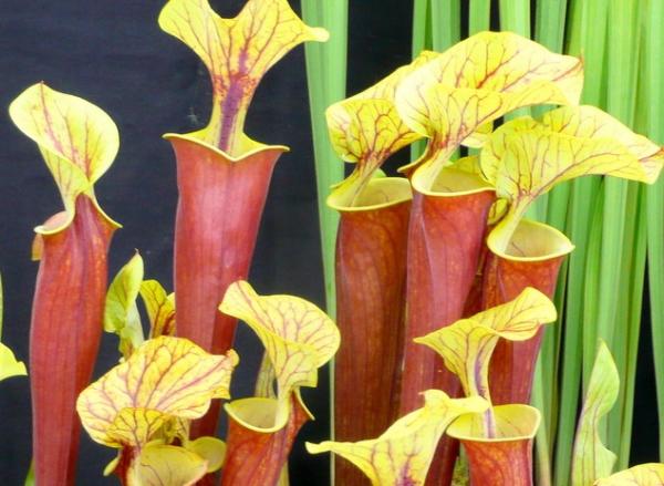 types of carnivorous plants