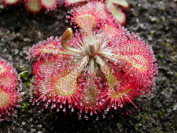 types of carnivorous plants