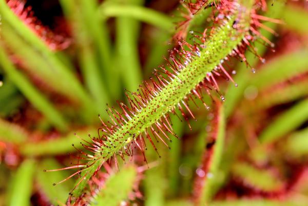 types of carnivorous plants