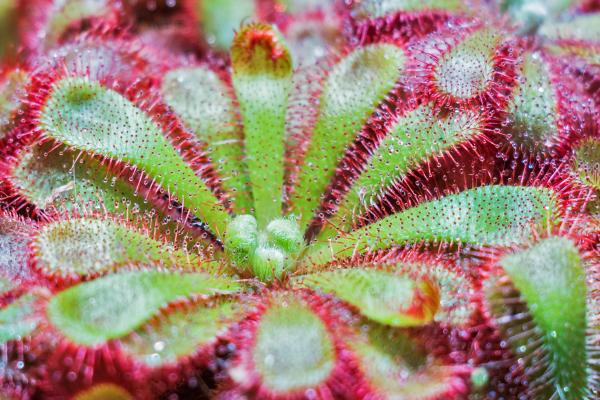 types of carnivorous plants