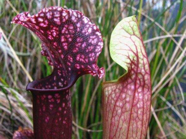 types of carnivorous plants