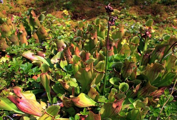 types of carnivorous plants