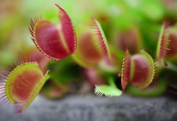 types of carnivorous plants