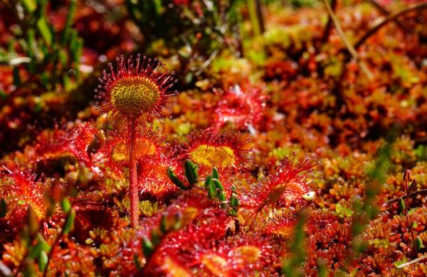 types of carnivorous plants