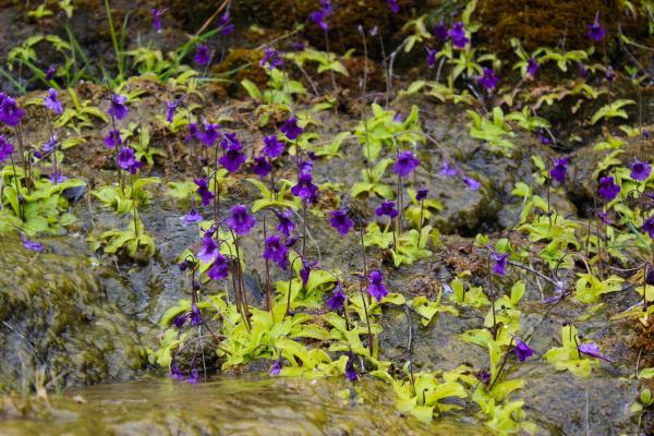 types of carnivorous plants