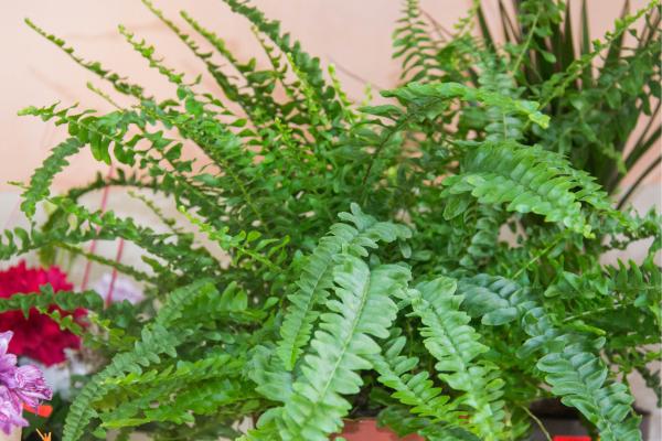 boston fern care guide and pests