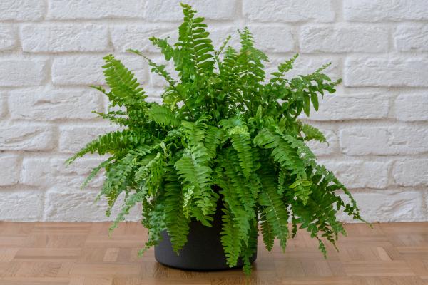 boston fern care guide and pests