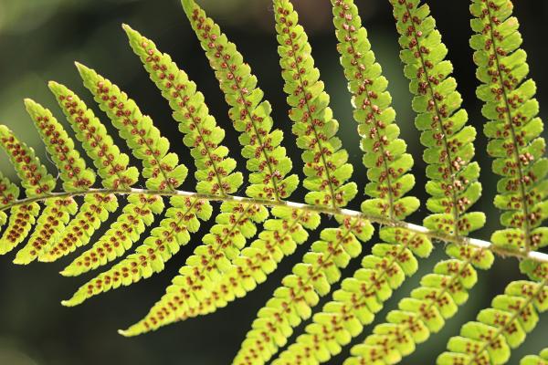 boston fern care guide and pests