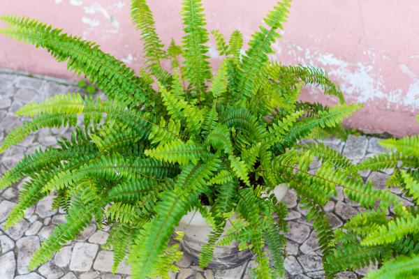 boston fern care guide and pests