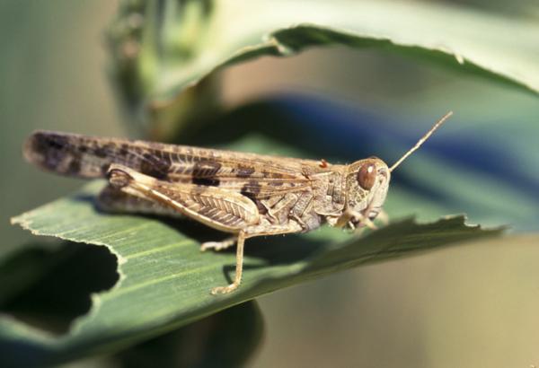 how to eliminate a grasshopper infestation