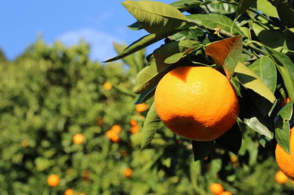 types of mandarins and varities