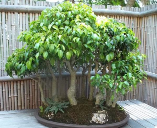 bonsai ficus benjamina care guide