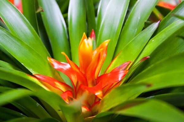 care tips for bromeliad plants