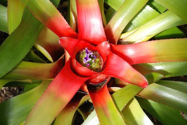 care tips for bromeliad plants