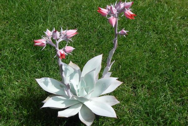 echevaria types and complete care guide