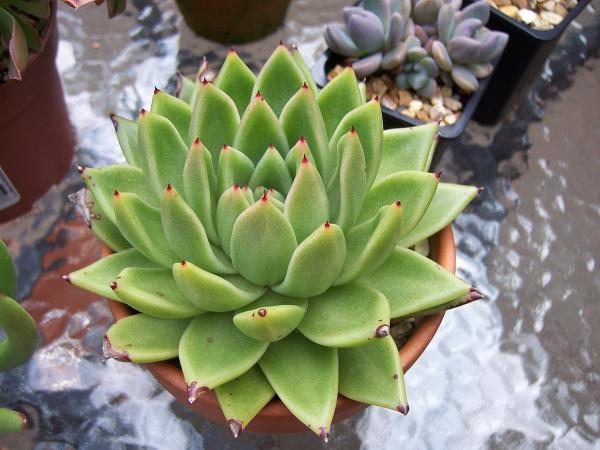 echevaria types and complete care guide