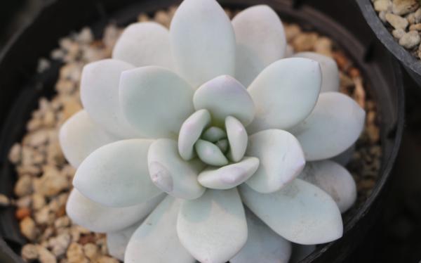 echevaria types and complete care guide