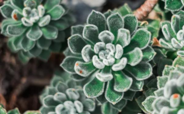 echevaria types and complete care guide