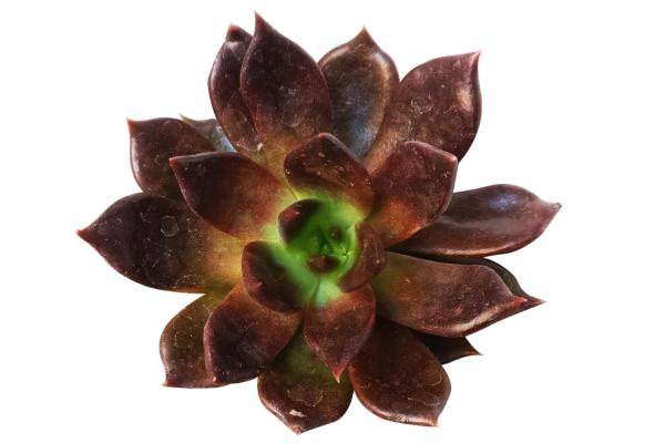 echevaria types and complete care guide