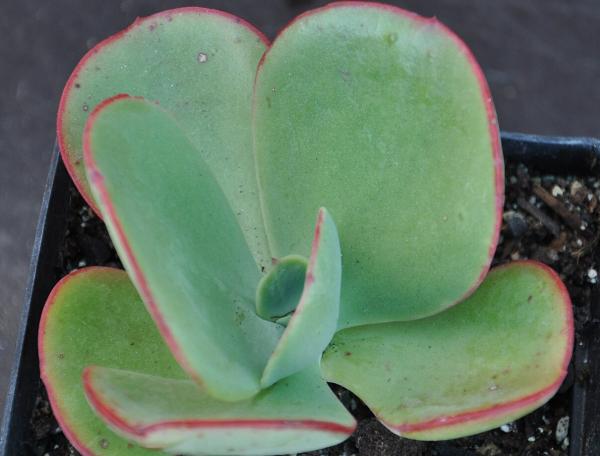 echevaria types and complete care guide