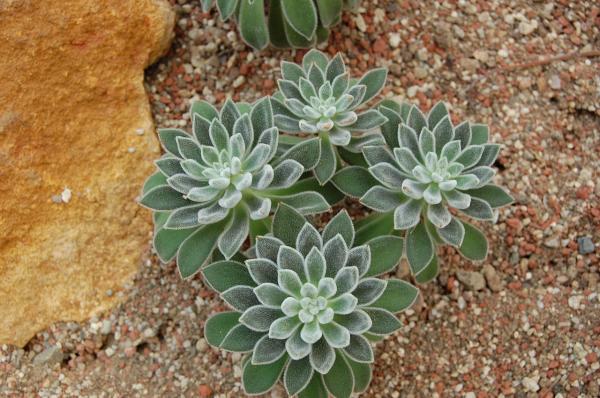 echevaria types and complete care guide