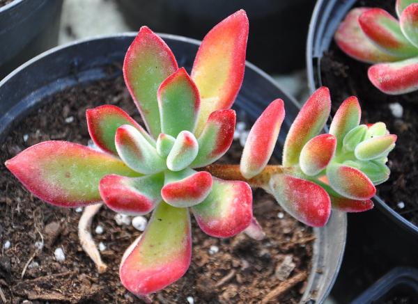 echevaria types and complete care guide