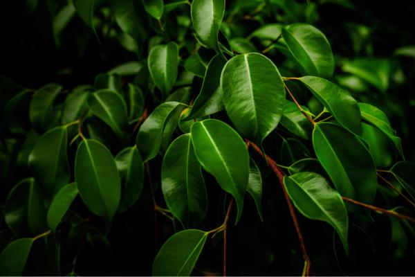 low light indoor plants