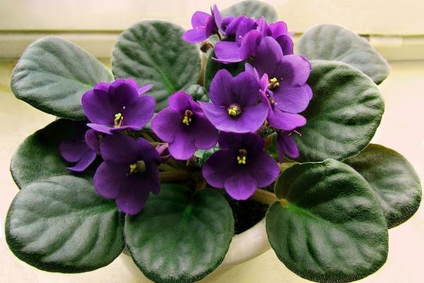 low light indoor plants