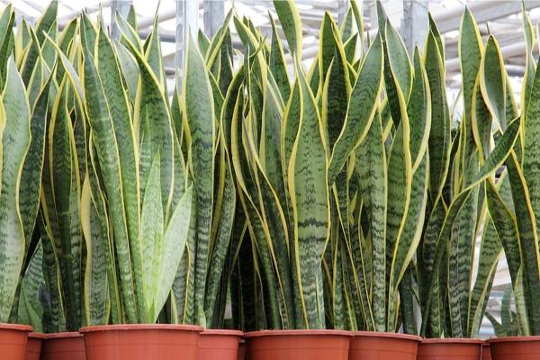 low light indoor plants